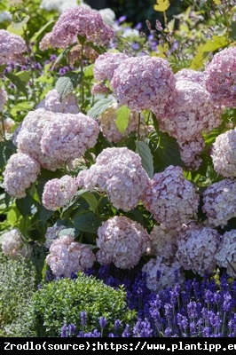 Hortensja drzewiasta CANDYBELLE BUBBLEGUM - różowa PEREŁKA - Hydrangea arborescens Candybelle Bubblegum