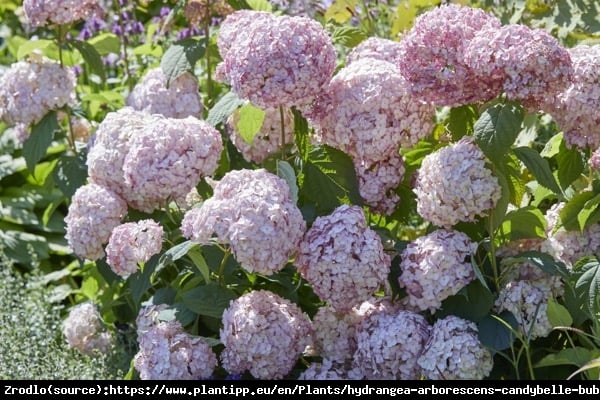 Hortensja drzewiasta CANDYBELLE BUBBLEGUM - różowa PEREŁKA - Hydrangea arborescens Candybelle Bubblegum