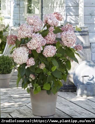 Hortensja drzewiasta CANDYBELLE BUBBLEGUM - różowa PEREŁKA - Hydrangea arborescens Candybelle Bubblegum