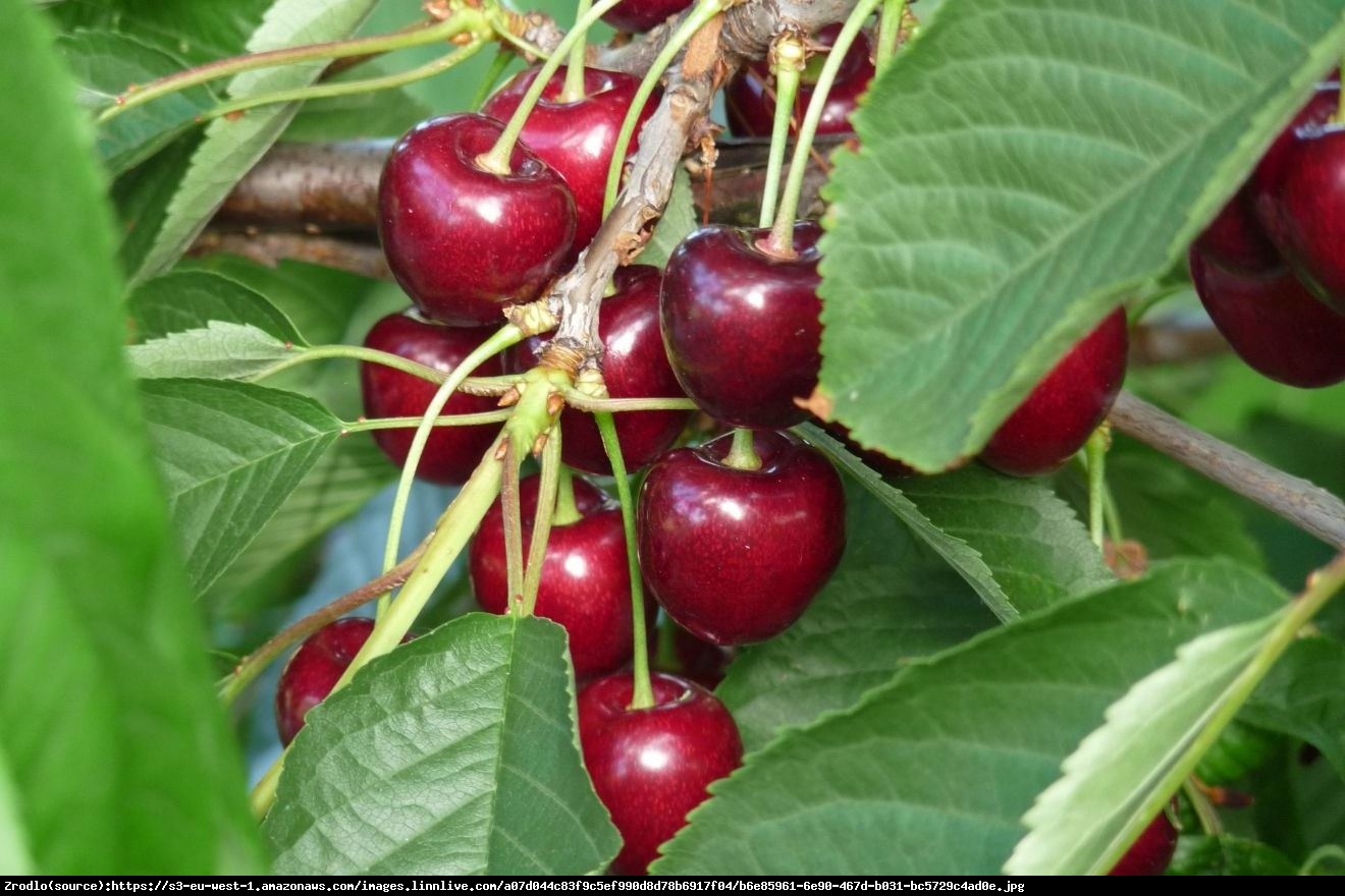 Czereśnia Kordia - Prunus Kordia