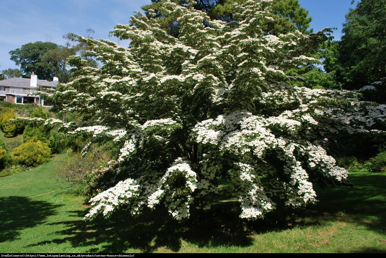 Dereń kousa odmiana chińska  - Cornus kousa var. chinensis 