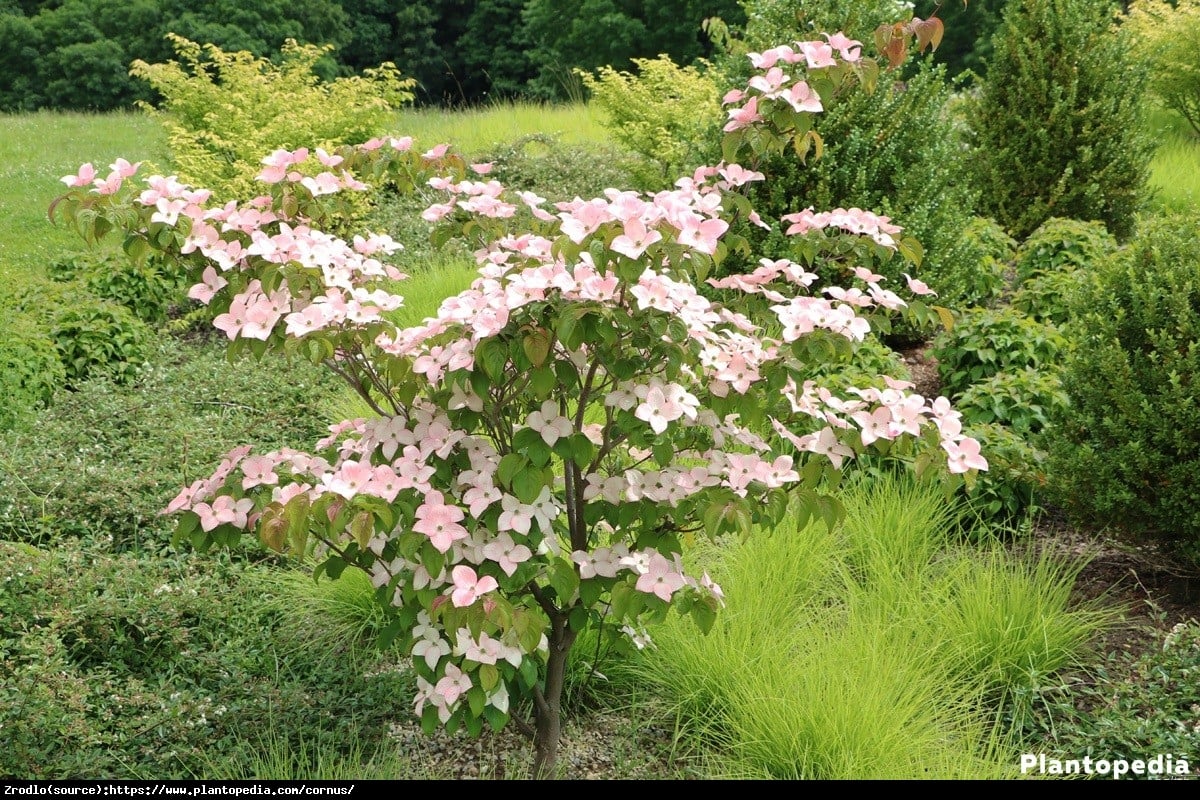 Dereń kousa odmiana chińska  - Cornus kousa var. chinensis 