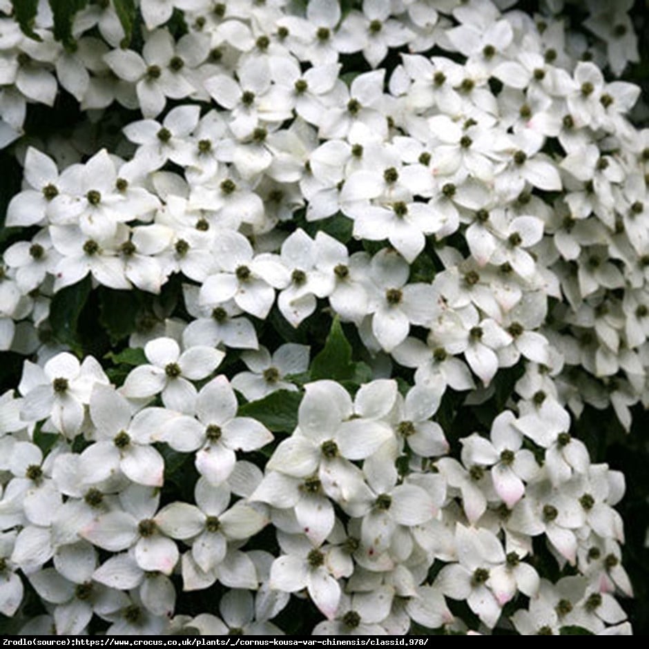 Dereń kousa odmiana chińska  - Cornus kousa var. chinensis 