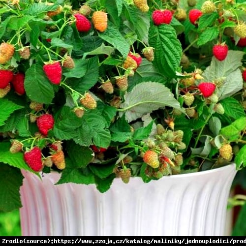 Malina BALKONOWA Autumn Treasure - POWTARZAJĄCA, SUPER SŁODKA - Rubus idaeus Autumn Treasure