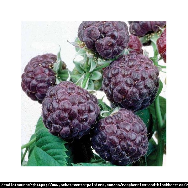 Malina FIOLETOWA Glen Coe - UNIKAT, aromatyczna, BEZKOLCOWA - Rubus idaeus Glen Coe