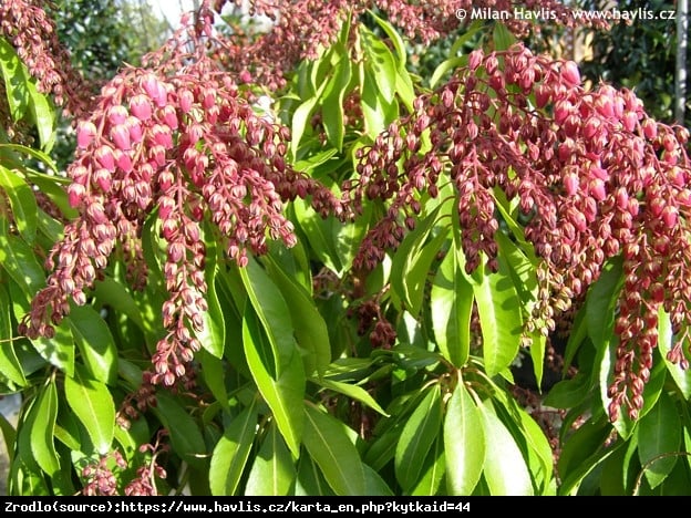 Pieris japoński Valley Valentine - CIEMNOCZERWONE DZWONECZKI - Pieris japonica Valley Valentine