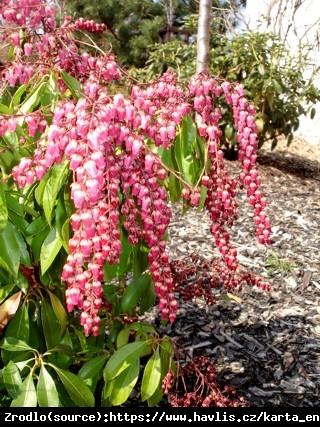 Pieris japoński Valley Valentine - CIEMNOCZERWONE DZWONECZKI - Pieris japonica Valley Valentine