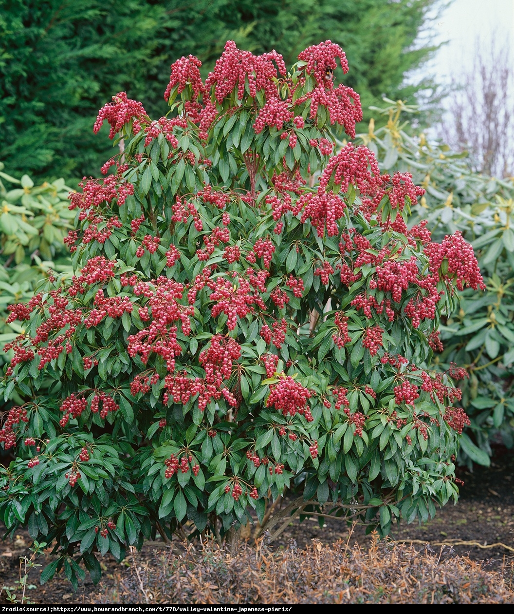 Pieris japoński Valley Valentine - CIEMNOCZERWONE DZWONECZKI - Pieris japonica Valley Valentine