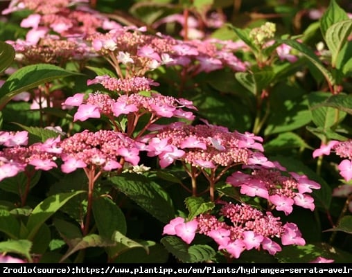 Hortensja piłkowana Avelroz - RÓŻOWE KWIATY i FIOLETOWO ZIELONE LIŚCIE - Hydrangea serrata Avelroz