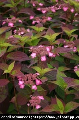 Hortensja piłkowana Avelroz - RÓŻOWE KWIATY i FIOLETOWO ZIELONE LIŚCIE - Hydrangea serrata Avelroz