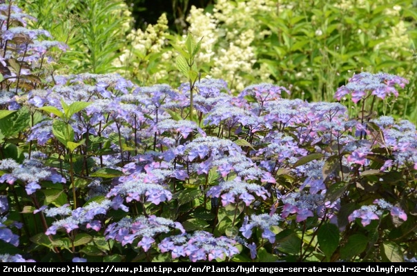 Hortensja piłkowana Avelroz - RÓŻOWE KWIATY i FIOLETOWO ZIELONE LIŚCIE - Hydrangea serrata Avelroz