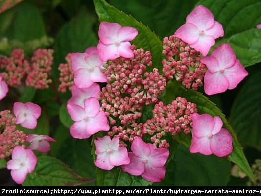 Hortensja piłkowana Avelroz - RÓŻOWE KWIATY i FIOLETOWO ZIELONE LIŚCIE - Hydrangea serrata Avelroz