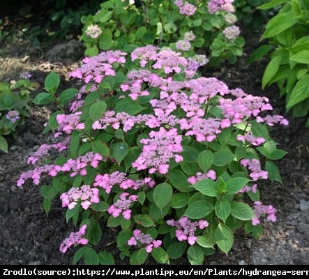 Hortensja piłkowana Avelroz - RÓŻOWE KWIATY i FIOLETOWO ZIELONE LIŚCIE - Hydrangea serrata Avelroz