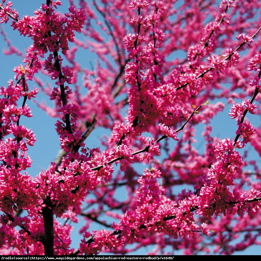 Judaszowiec kanadyjski Appalachian Red - NAJBARDZIEJ CZERWONY, JADALNY KWIAT - Cercis canadensis Appalachian Red