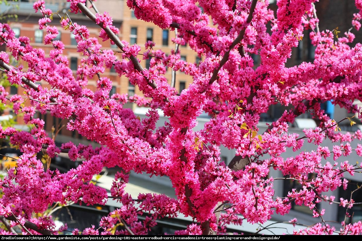 Judaszowiec kanadyjski Appalachian Red - NAJBARDZIEJ CZERWONY, JADALNY KWIAT - Cercis canadensis Appalachian Red