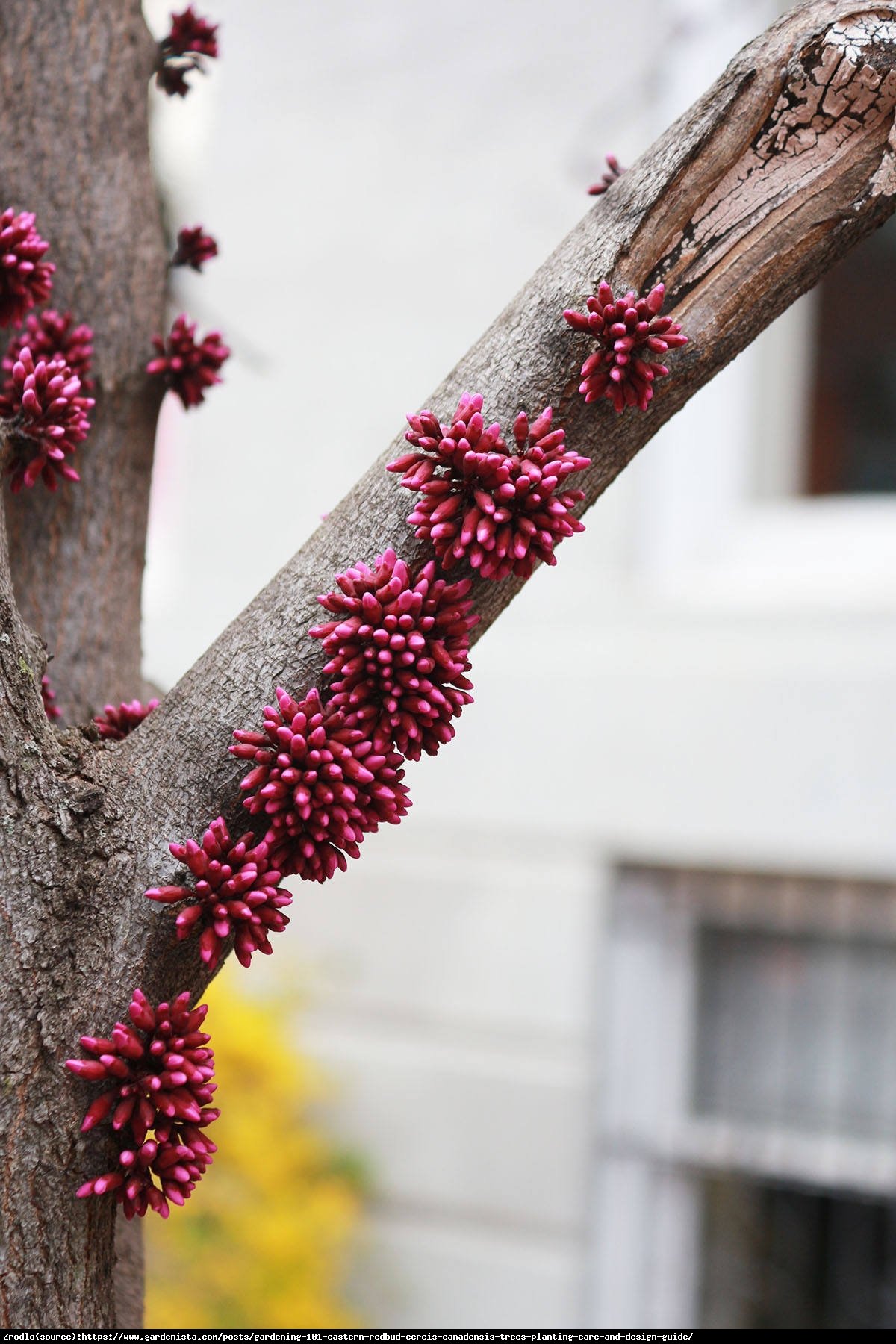 Judaszowiec kanadyjski Appalachian Red - NAJBARDZIEJ CZERWONY, JADALNY KWIAT - Cercis canadensis Appalachian Red