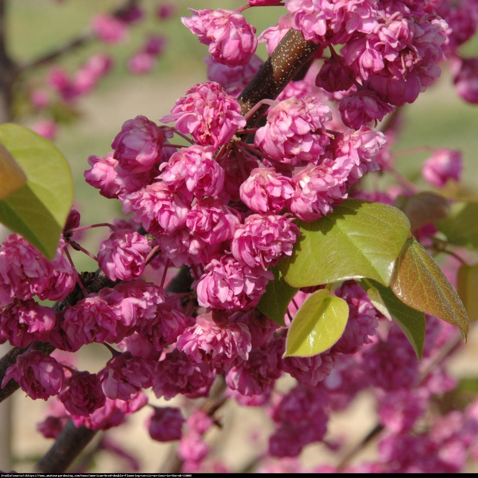 Judaszowiec kanadyjski Pink Pom Poms - UNIKAT, PEŁNE KWIATY !!! - Cercis canadensis Pink Pom Poms