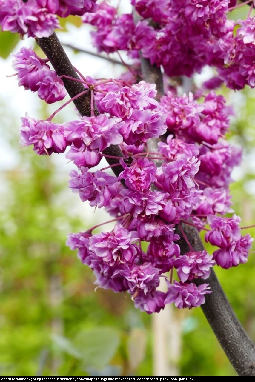 Judaszowiec kanadyjski Pink Pom Poms - UNIKAT, PEŁNE KWIATY !!! - Cercis canadensis Pink Pom Poms