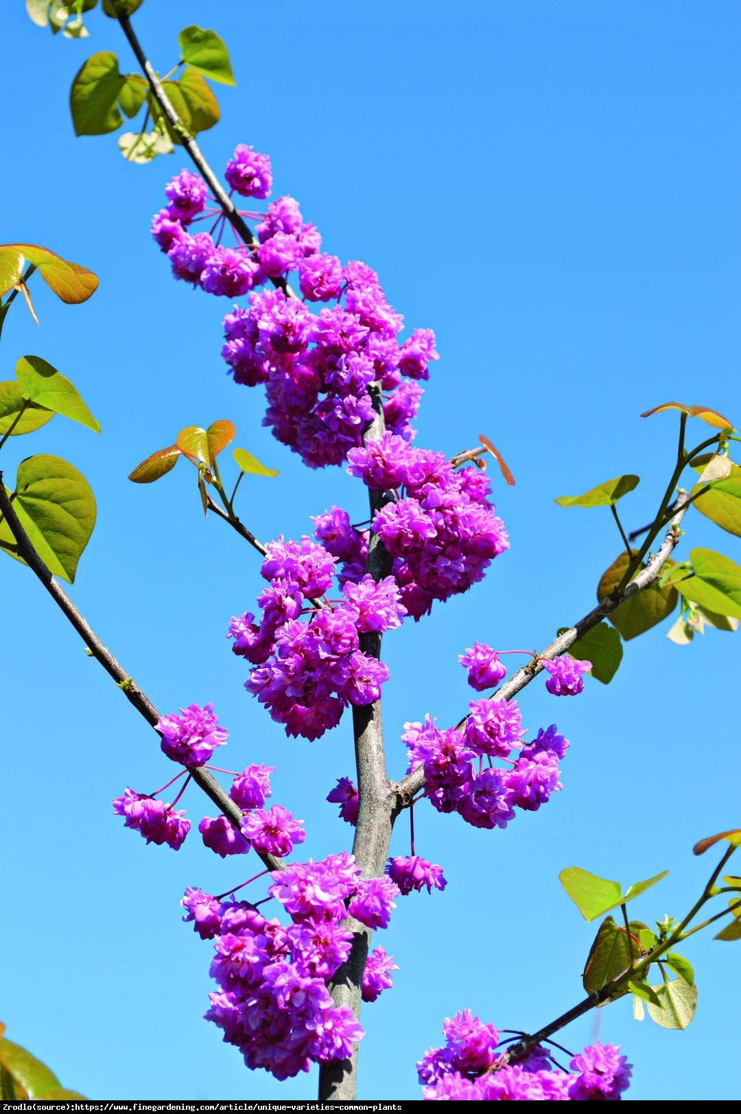 Judaszowiec kanadyjski Pink Pom Poms - UNIKAT, PEŁNE KWIATY !!! - Cercis canadensis Pink Pom Poms