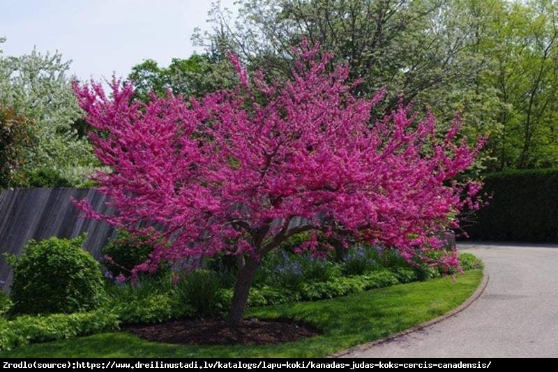 Judaszowiec kanadyjski Pink Pom Poms - UNIKAT, PEŁNE KWIATY !!! - Cercis canadensis Pink Pom Poms