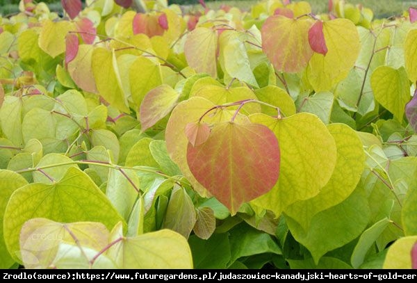 Judaszowiec kanadyjski Melon Beauty - MUŚNIĘTY ZŁOTEM RARYTAS - Cercis canadensis Melon Beauty