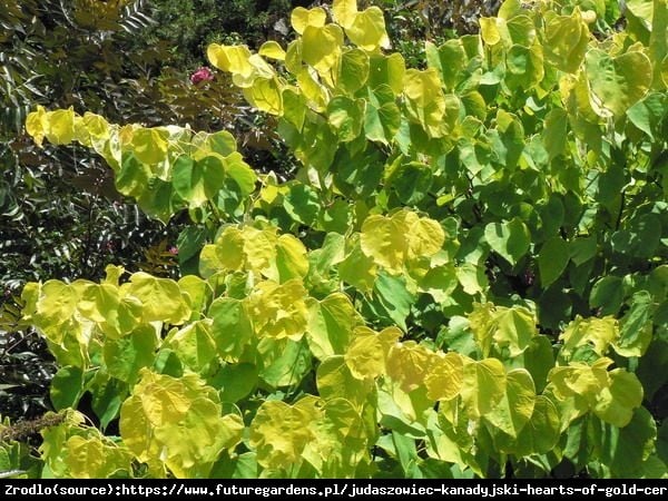 Judaszowiec kanadyjski Melon Beauty - MUŚNIĘTY ZŁOTEM RARYTAS - Cercis canadensis Melon Beauty