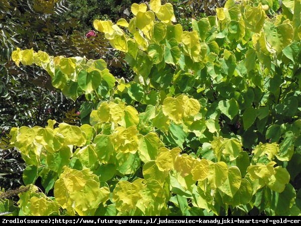 Judaszowiec kanadyjski Melon Beauty - MUŚNIĘTY ZŁOTEM RARYTAS - Cercis canadensis Melon Beauty