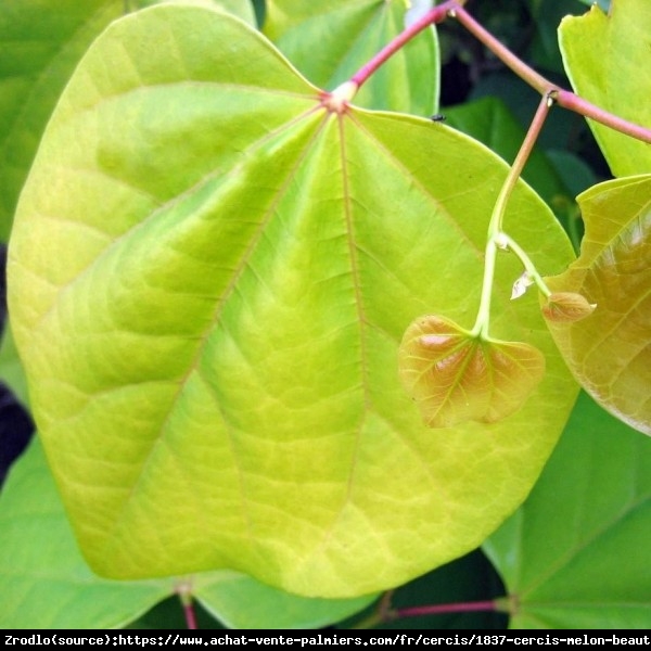 Judaszowiec kanadyjski Melon Beauty - MUŚNIĘTY ZŁOTEM RARYTAS - Cercis canadensis Melon Beauty