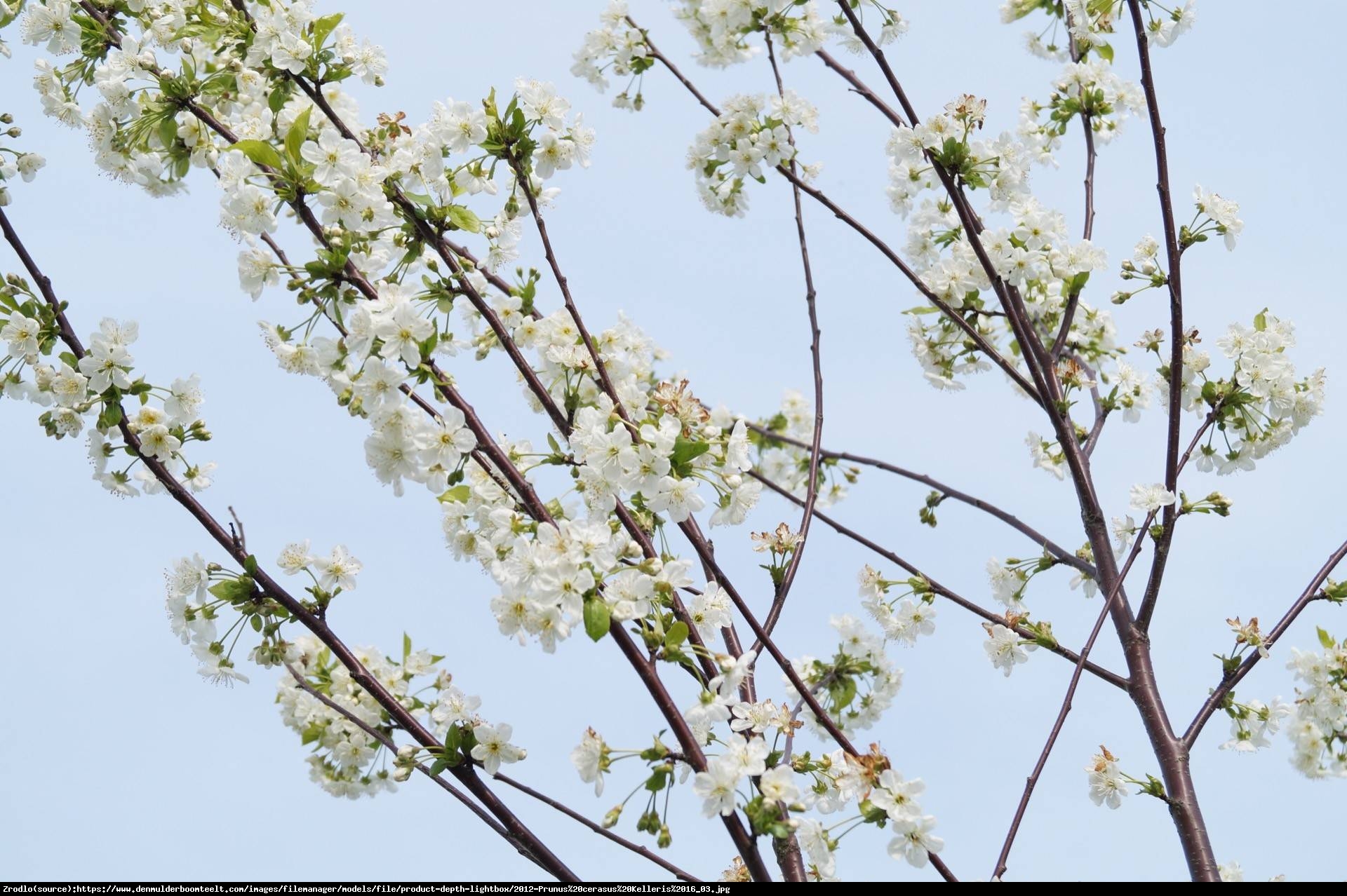 Wiśnia Kelleris - Prunus Kelleris