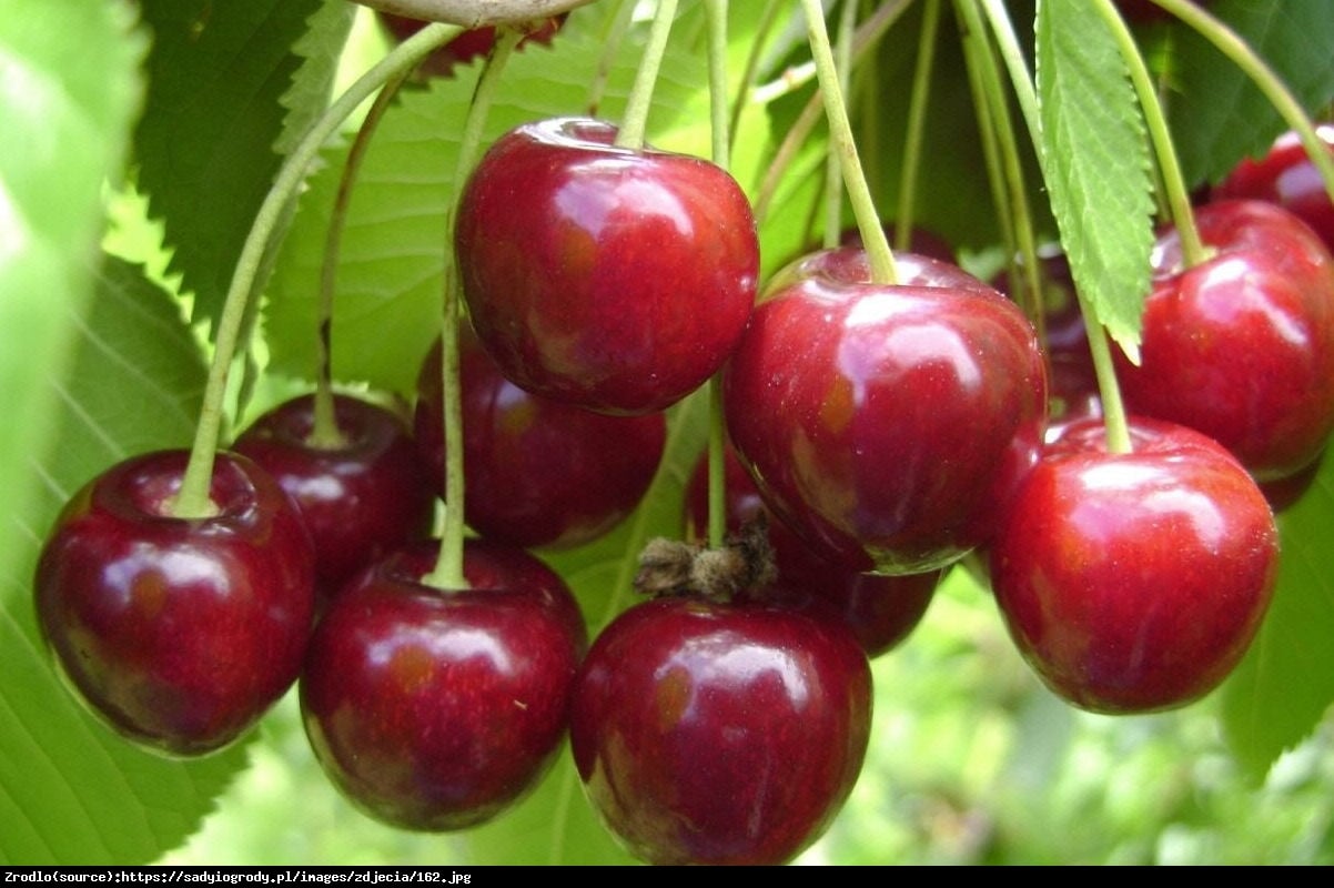 Wiśnia Kelleris - Prunus Kelleris