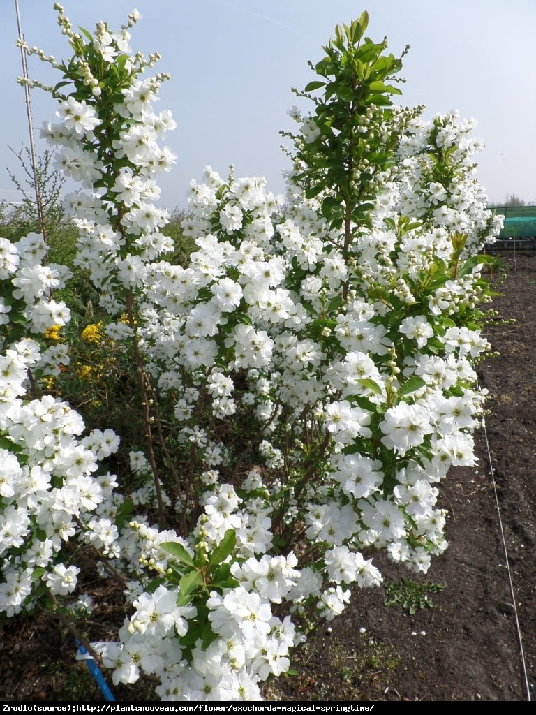 Obiela MAGICAL SPRINGTIME Kolmaspirit - kolumnowy PERŁOWY krzew - Exochorda Magical Springtime