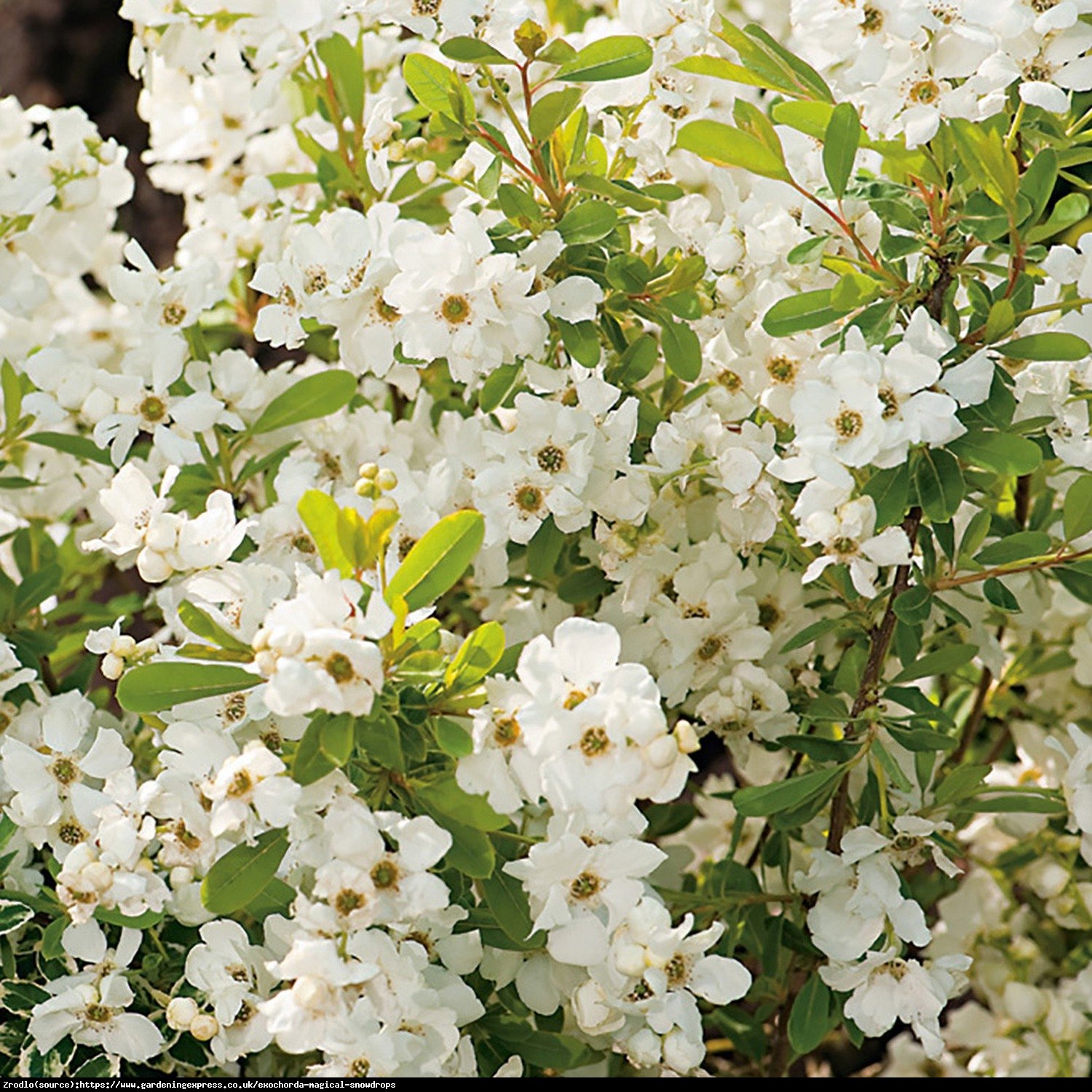 Obiela MAGICAL SPRINGTIME Kolmaspirit - kolumnowy PERŁOWY krzew - Exochorda Magical Springtime