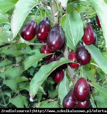 Dereń jadalny Shan - PRAWDZIWY GIGANT - Cornus mas Shan