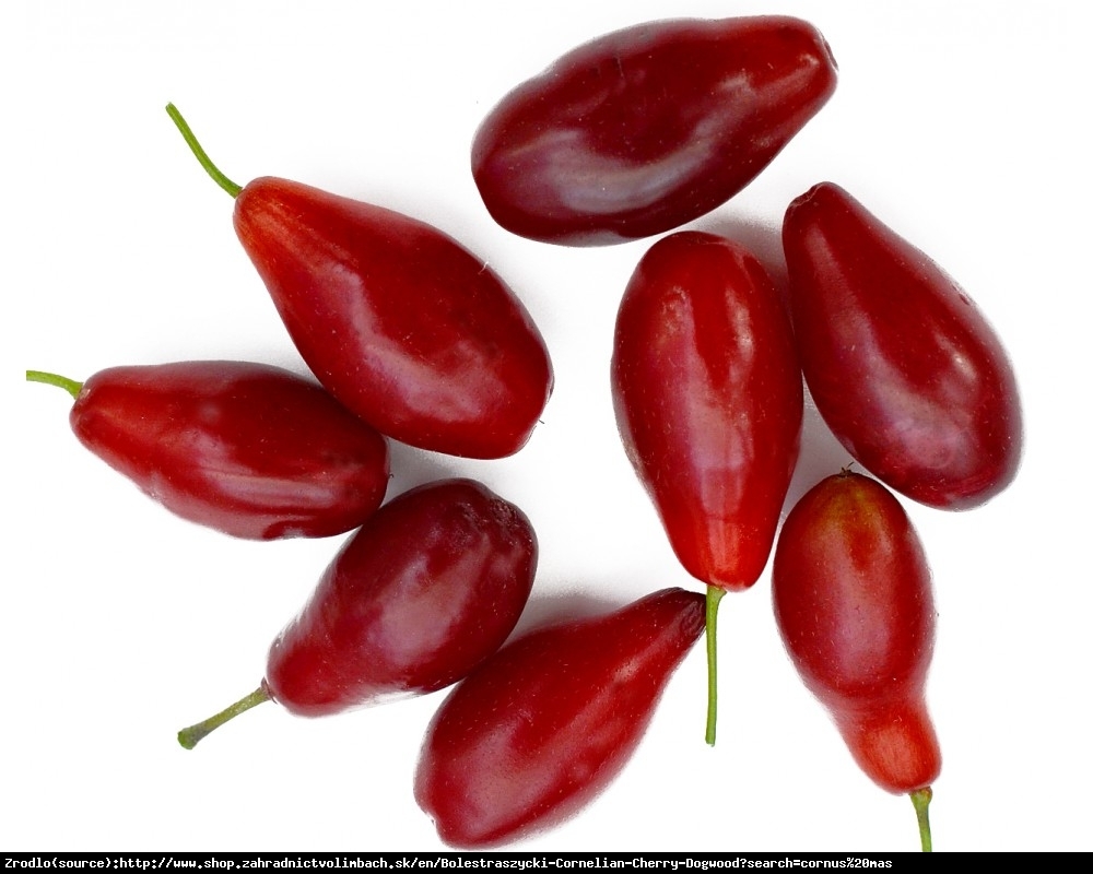 Dereń jadalny Bolestraszycki - wybitna POLSKA odmiana - Cornus mas Bolestraszycki