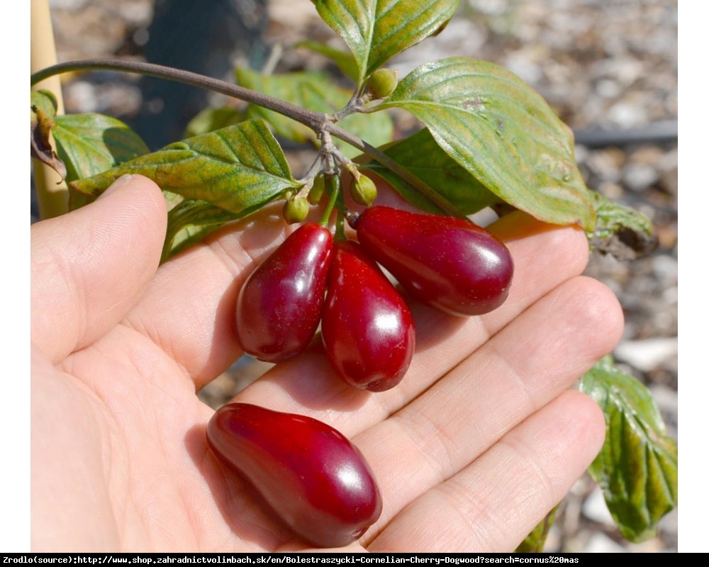 Dereń jadalny Bolestraszycki - wybitna POLSKA odmiana - Cornus mas Bolestraszycki