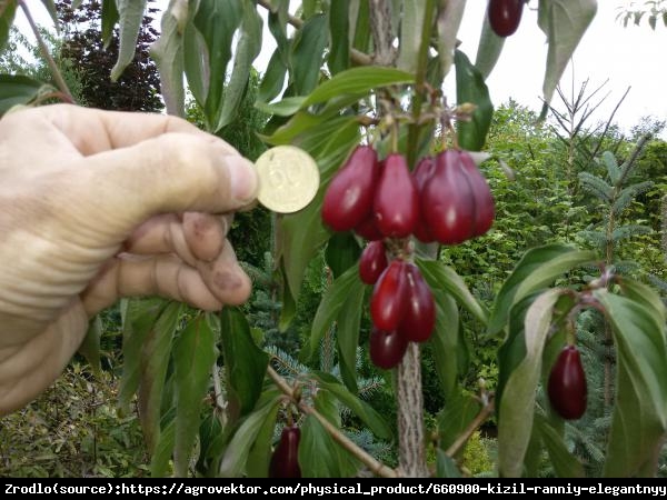 Dereń jadalny Kostia - JĘDRNE i AROMATYCZNE - Cornus mas Kostia