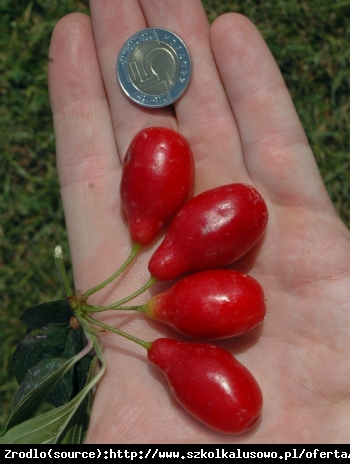 Dereń jadalny Swietljaczok - OGROMNE OWOCE - Cornus mas Swietljaczok