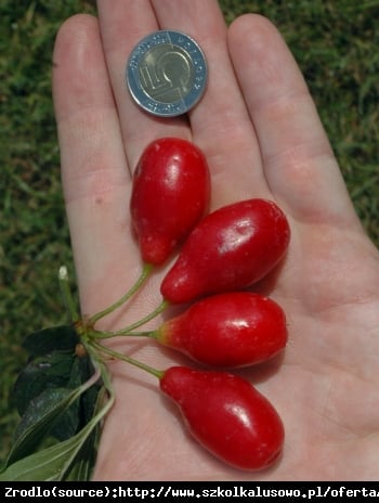 Dereń jadalny Swietljaczok - OGROMNE OWOCE - Cornus mas Swietljaczok