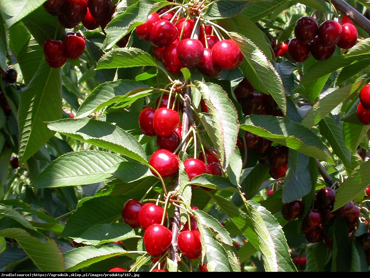 Wiśnia Łutówka - Prunus 