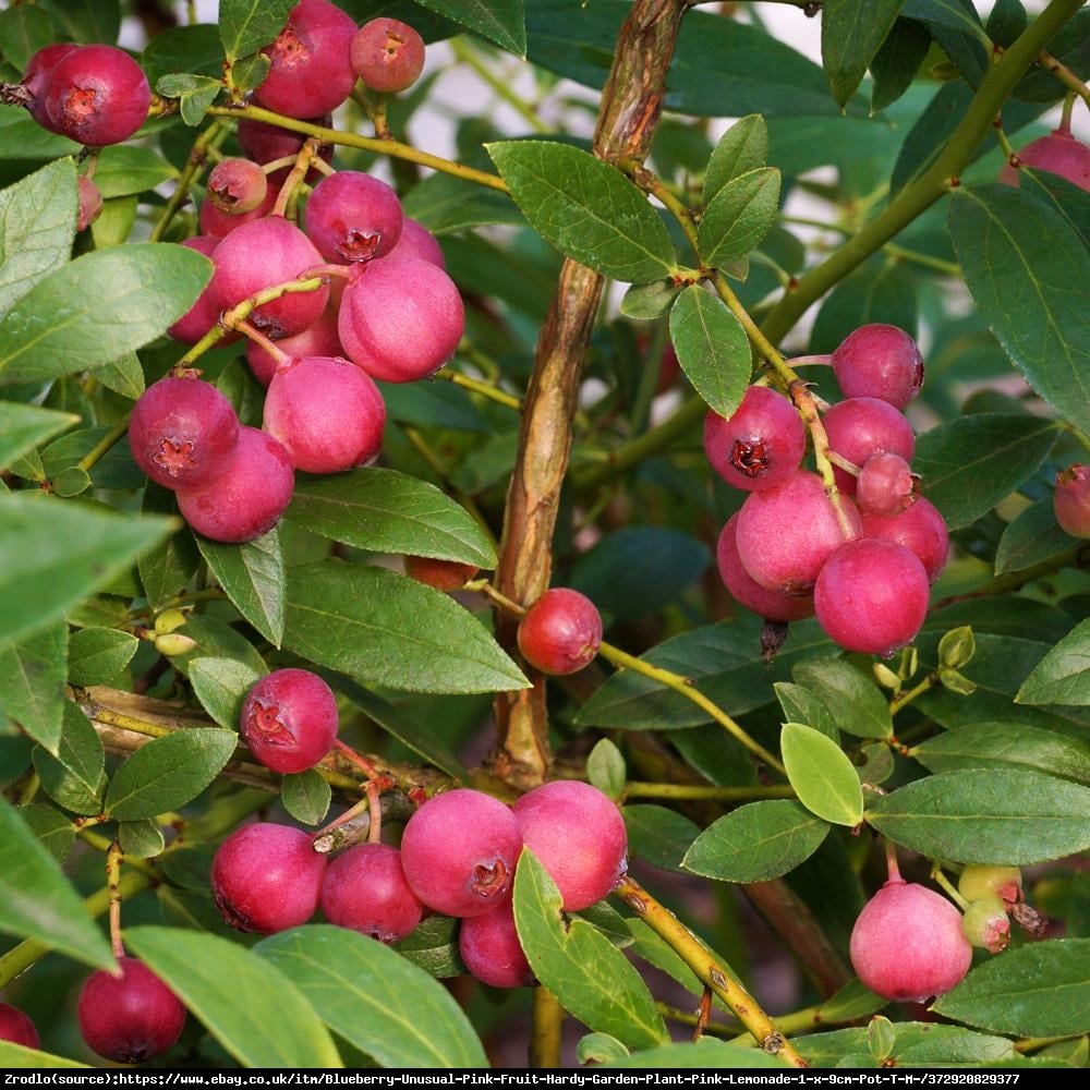 Borówka Pink Lemonade - UNIKAT, RÓŻÓWE OWOCE, DUŻE sadzonki 5 letnie - Vacinium Pink Lemonade