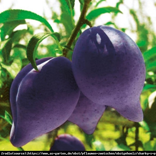 Śliwki REKINKI - Sharky's Plum Black - UNIKAT, bardzo aromatyczne owoce - Prunus sp.