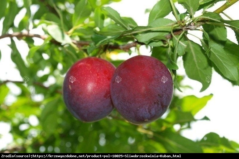 Śliwo-brzoskwinia KUBAŃ - oryginalny smak i wygląd owoców, MROZOODPORNA - Prunus sp.