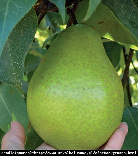 Grusza azjatycka Tse LI - ORYGINALNE, DUŻE i SMACZNE OWOCE - Pyrus sp. 