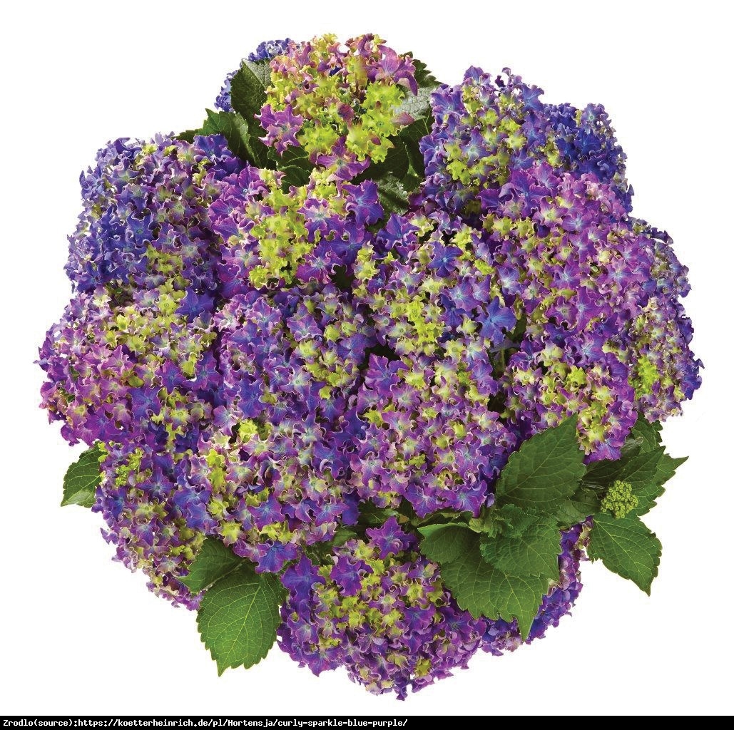 Hortensja ogrodowa Curly Sparkle Blue Purple -UNIKAT, karbowane kwiaty - Hydrangea macrophylla
