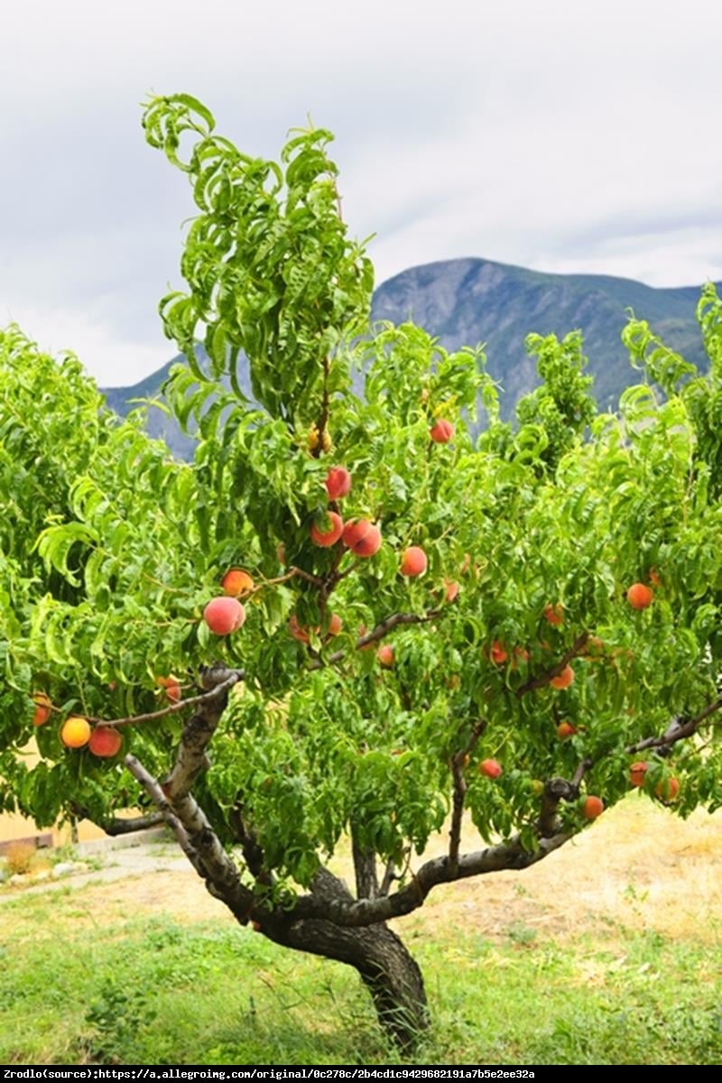 Morela wczesna z morden - Prunus armeniaca