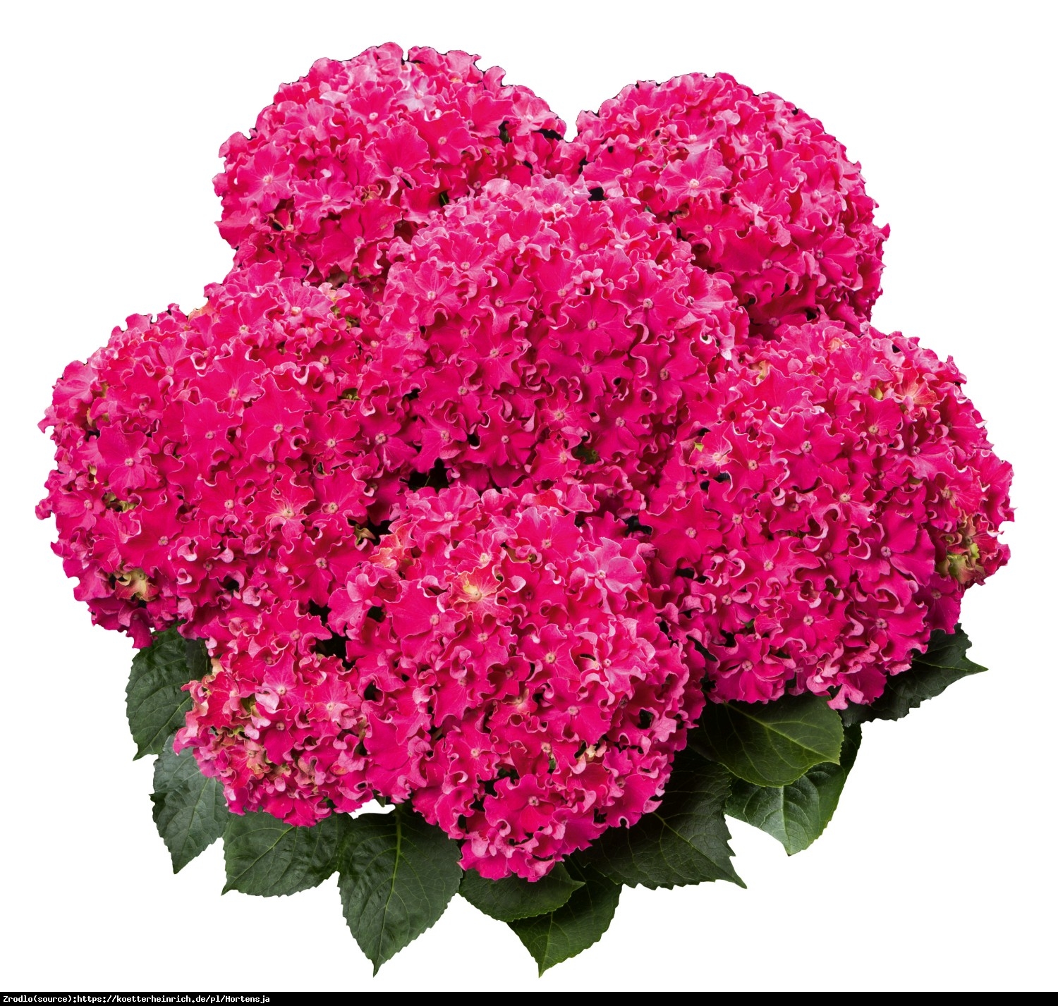 Hortensja ogrodowa Curly Sparkle Hot Pink- UNIKAT, pofalowane płatki - Hydrangea macrophylla