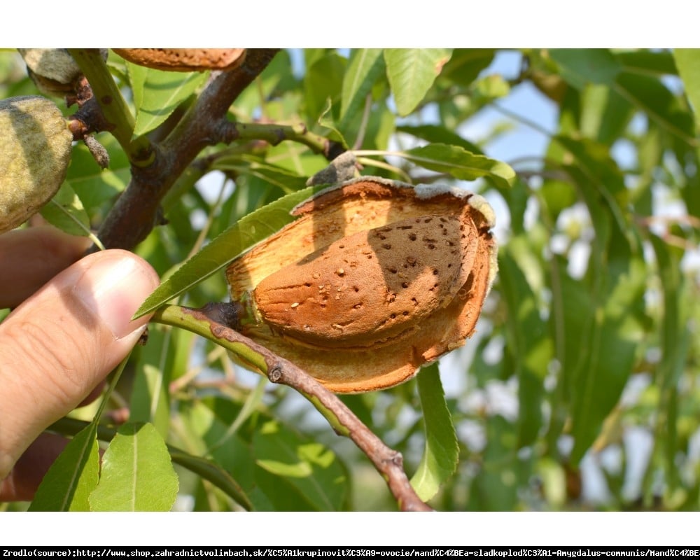 Migdałowiec zwyczajny PALATINA - samopylny, SUPER SŁODKI - Amygdalus communis PALATINA