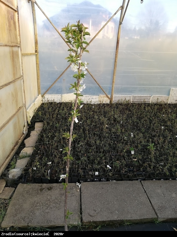 Czereśnia kolumnowa Regina  - CIEMNOCZERWONA, SMACZNA - Prunus avium REGINA