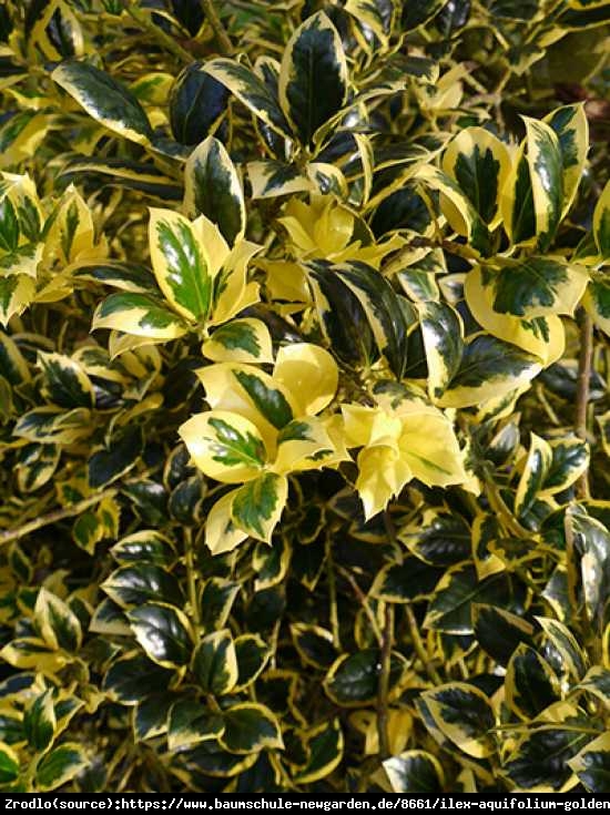 Ostrokrzew kolczasty Golden van Tol - NA ŻYWOPŁOTY, do cienia, ŻEŃSKA - Ilex aquifolium Golden van Tol