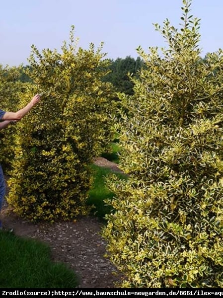 Ostrokrzew kolczasty Golden van Tol - NA ŻYWOPŁOTY, do cienia, ŻEŃSKA - Ilex aquifolium Golden van Tol